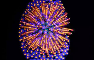 重磅消息| AIVA師生作品被選中參加2018巴塞羅那JOYA當(dāng)代首飾展！